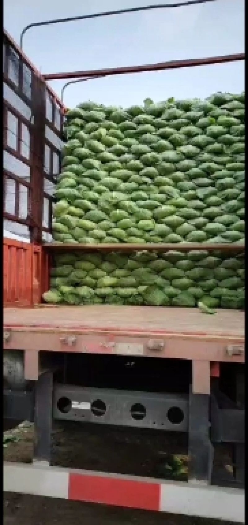 大量供应次品正包，次品乱包京丰一号，己上货源充足。