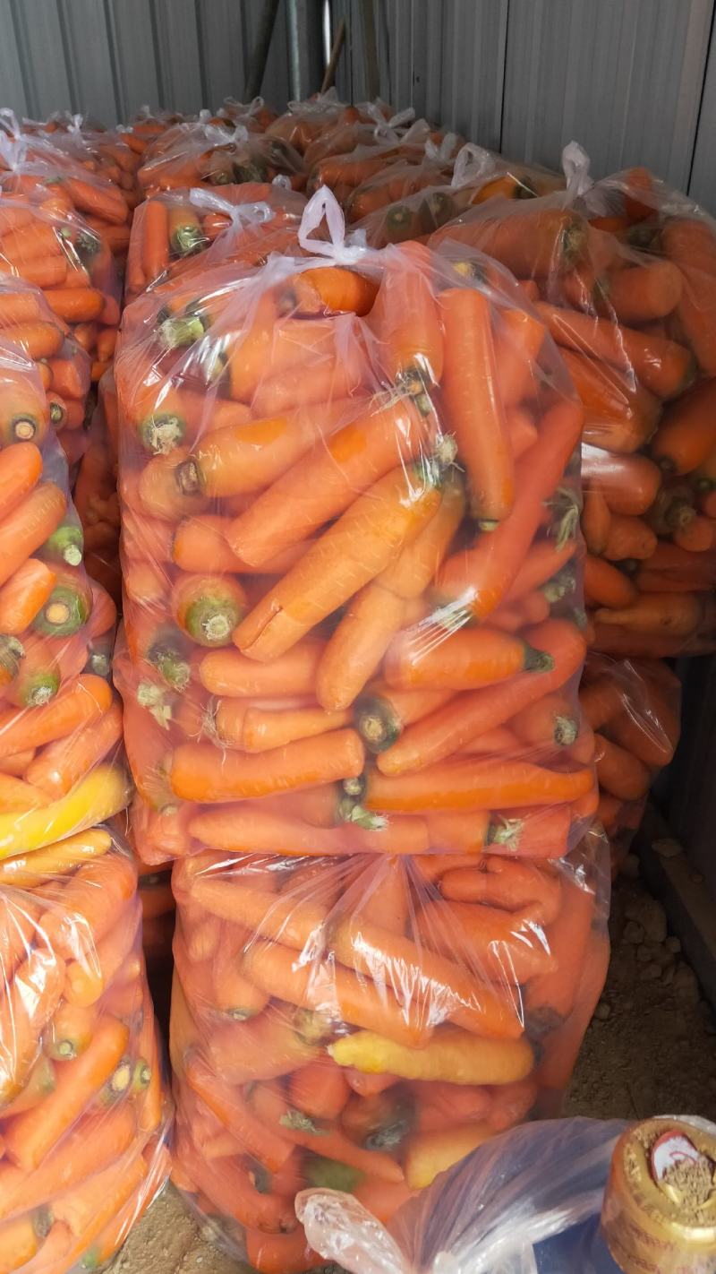 大量供应次品正包，次品乱包京丰一号，己上货源充足。