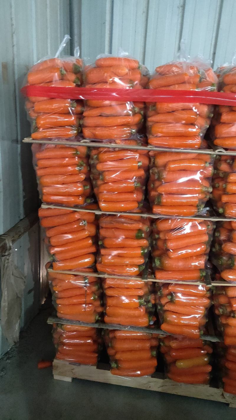 大量供应次品正包，次品乱包京丰一号，己上货源充足。