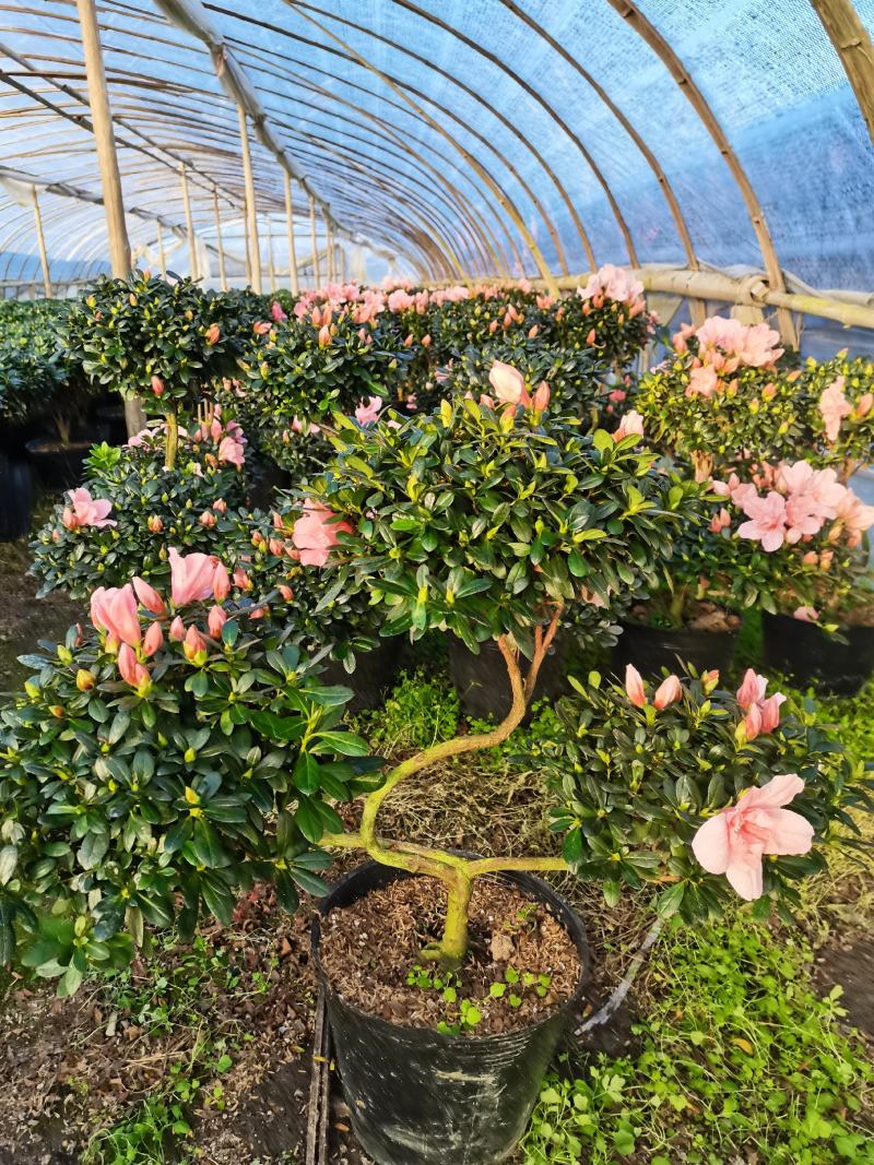 送礼招财造型杜鹃花盆景盆栽四季开花植物杜鹃花室内外植物带