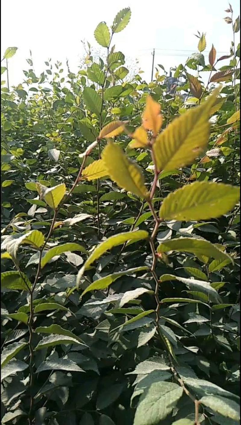 榉树红榉树榉树苗榉树小苗红榉树价格〔批发〕1.5元一棵