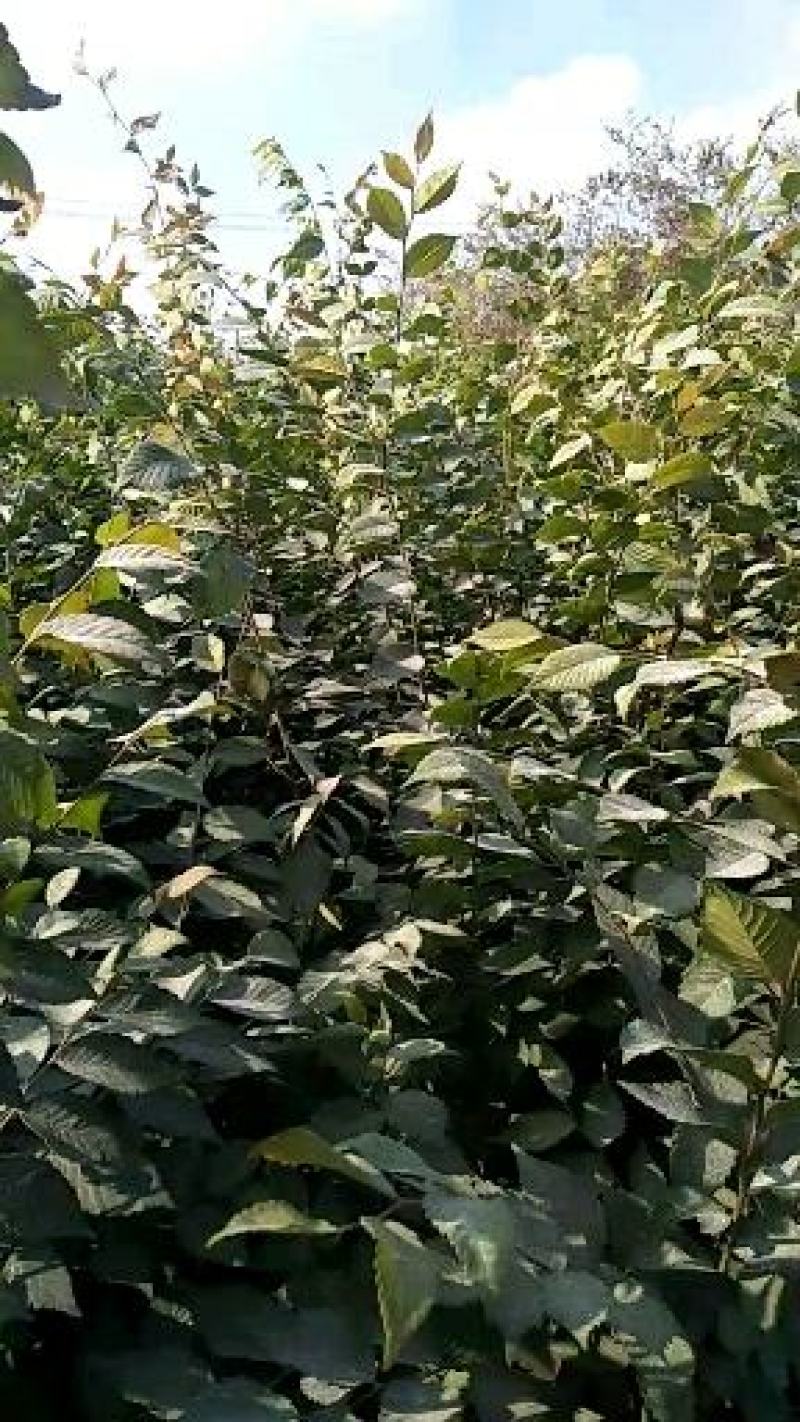 榉树红榉树榉树苗榉树小苗红榉树价格〔批发〕1.5元一棵