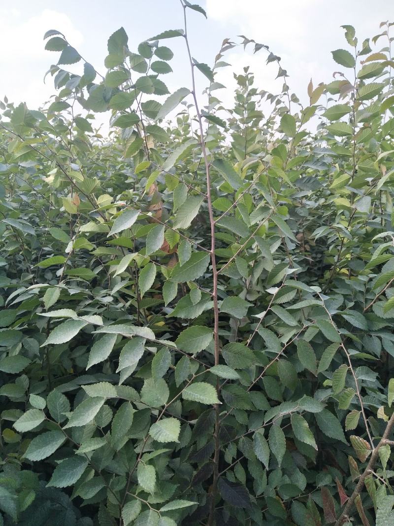榉树红榉树榉树苗榉树小苗红榉树价格〔批发〕1.5元一棵