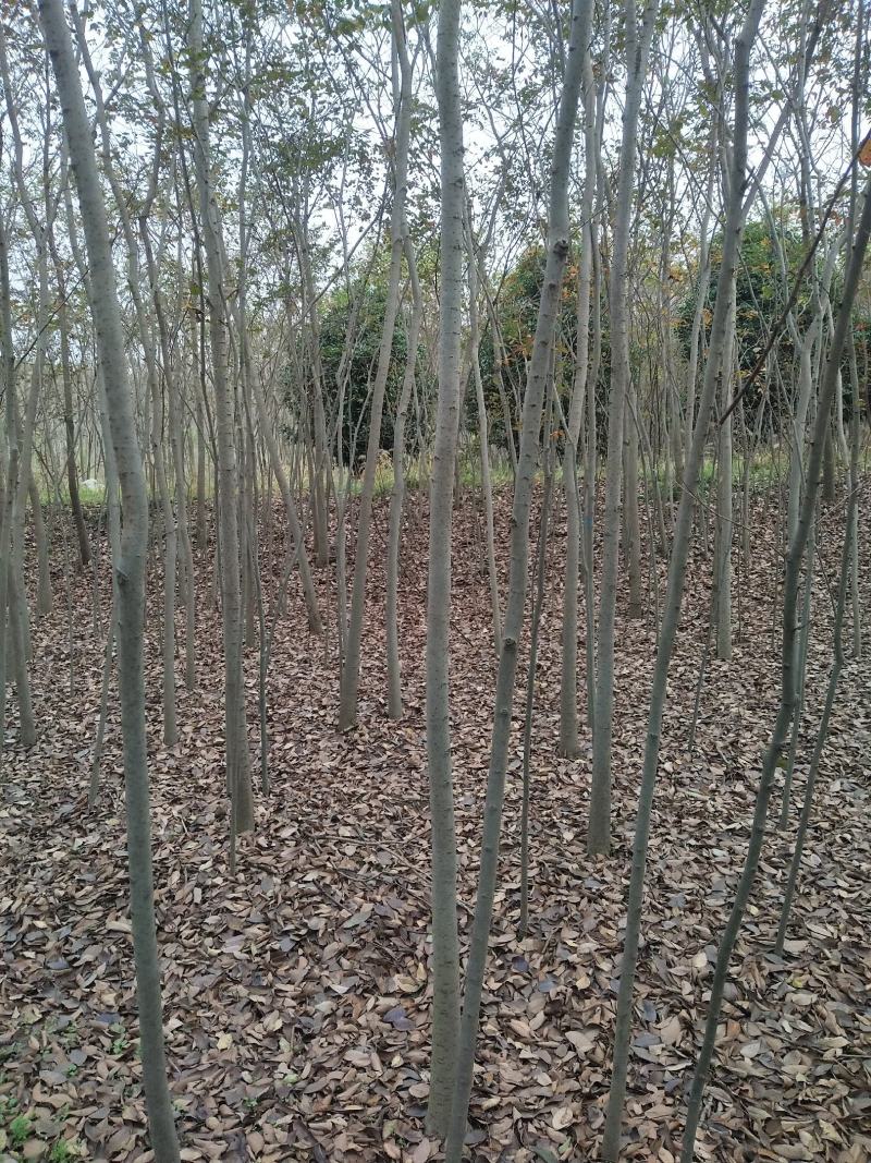 榉树红榉树榉树苗榉树小苗红榉树价格〔批发〕1.5元一棵