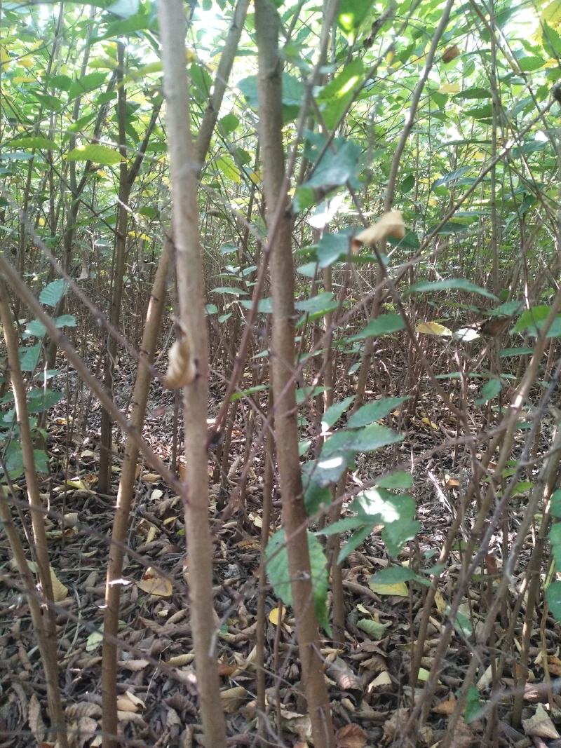 榉树红榉树榉树苗榉树小苗红榉树价格〔批发〕1.5元一棵