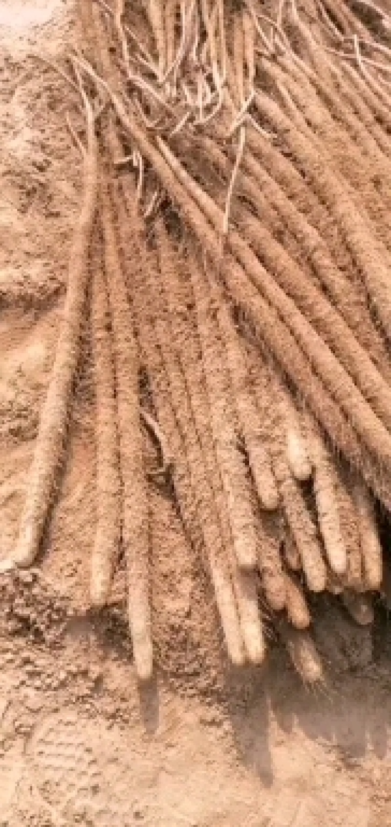 临漳铁棍山药2020山药