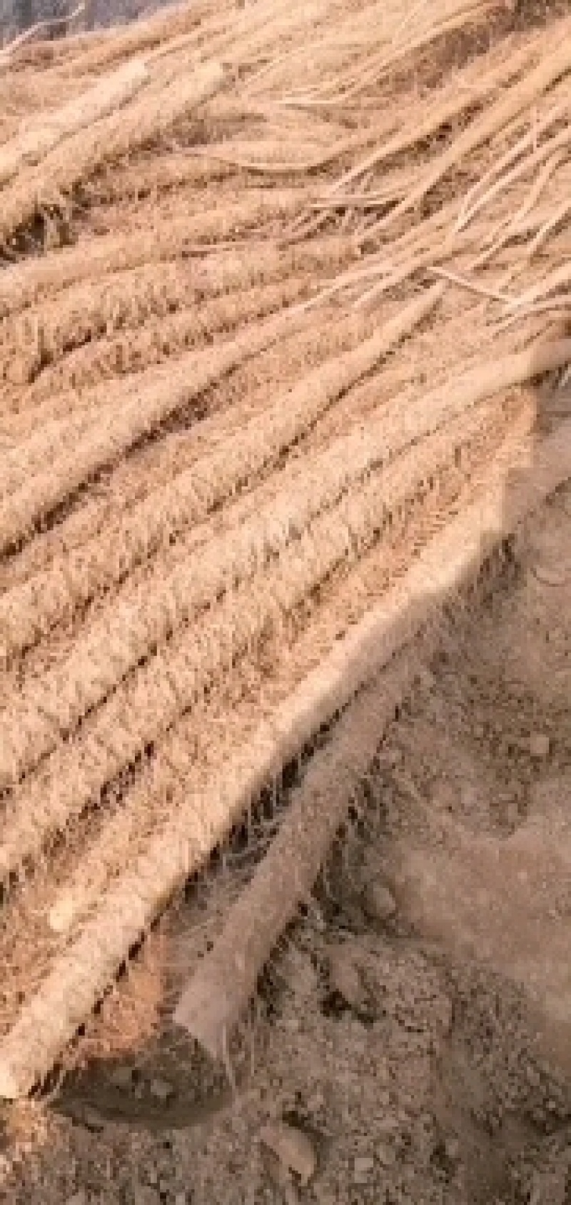 临漳铁棍山药2020山药