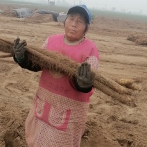 临漳铁棍山药2020山药