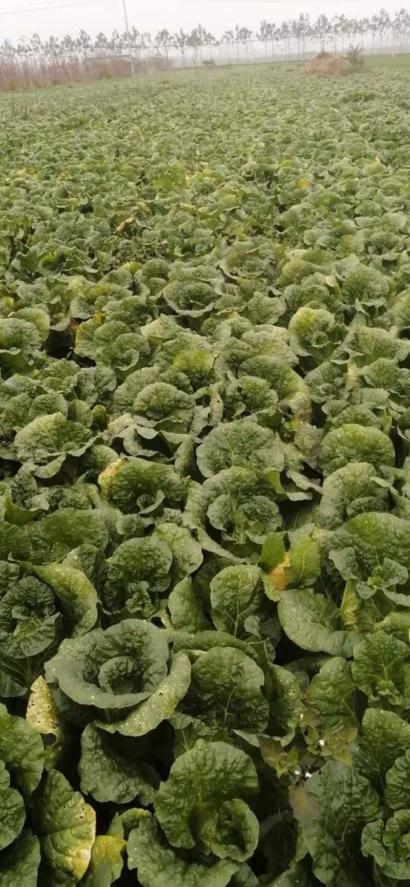 周口淮阳娃娃菜上市了，基地直供，诚实守信，
