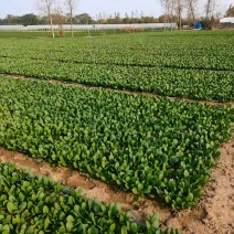 自己家种植大量上海青