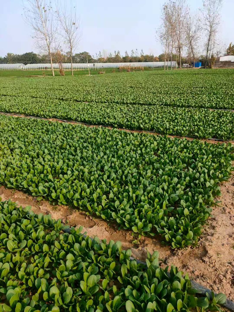 自己家种植大量上海青