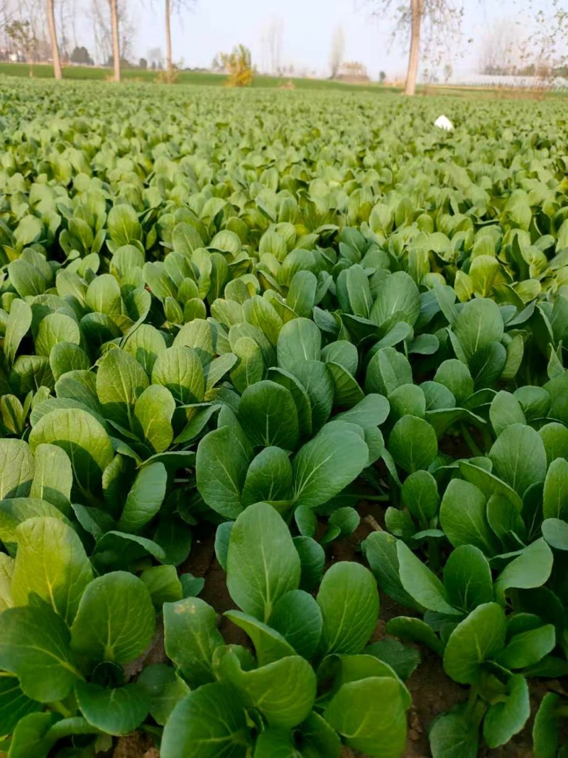 自己家种植大量上海青