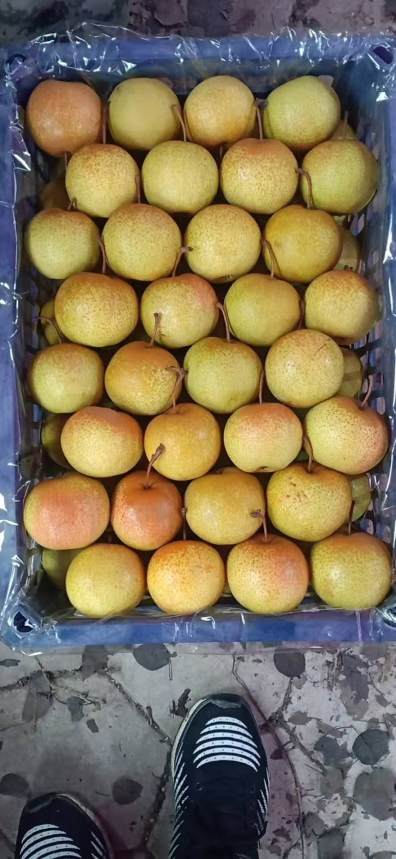 精品花盖梨好货价钱不贵