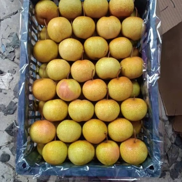 精品花盖梨好货价钱不贵