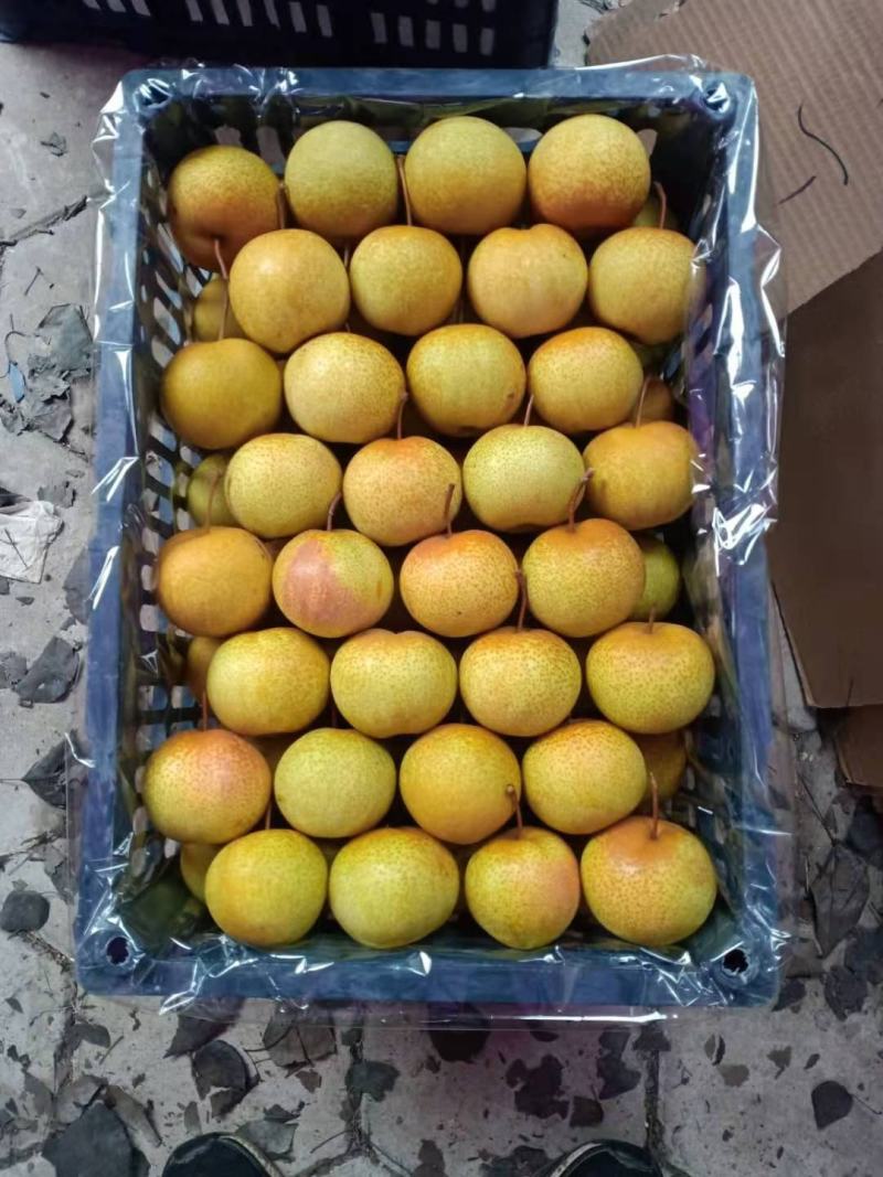 精品花盖梨好货价钱不贵