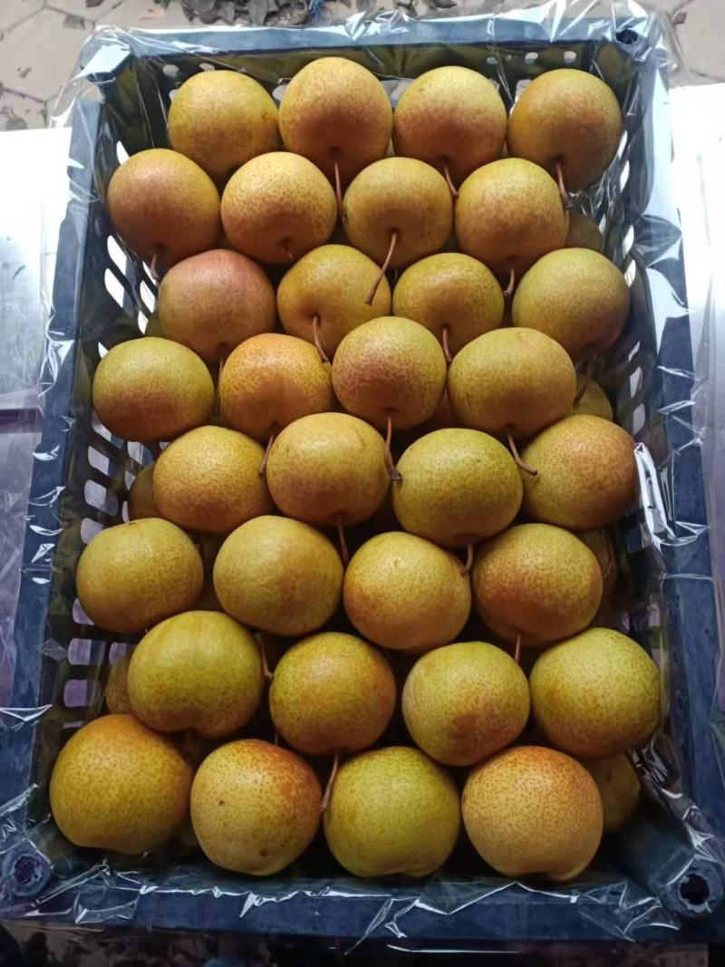 精品花盖梨好货价钱不贵