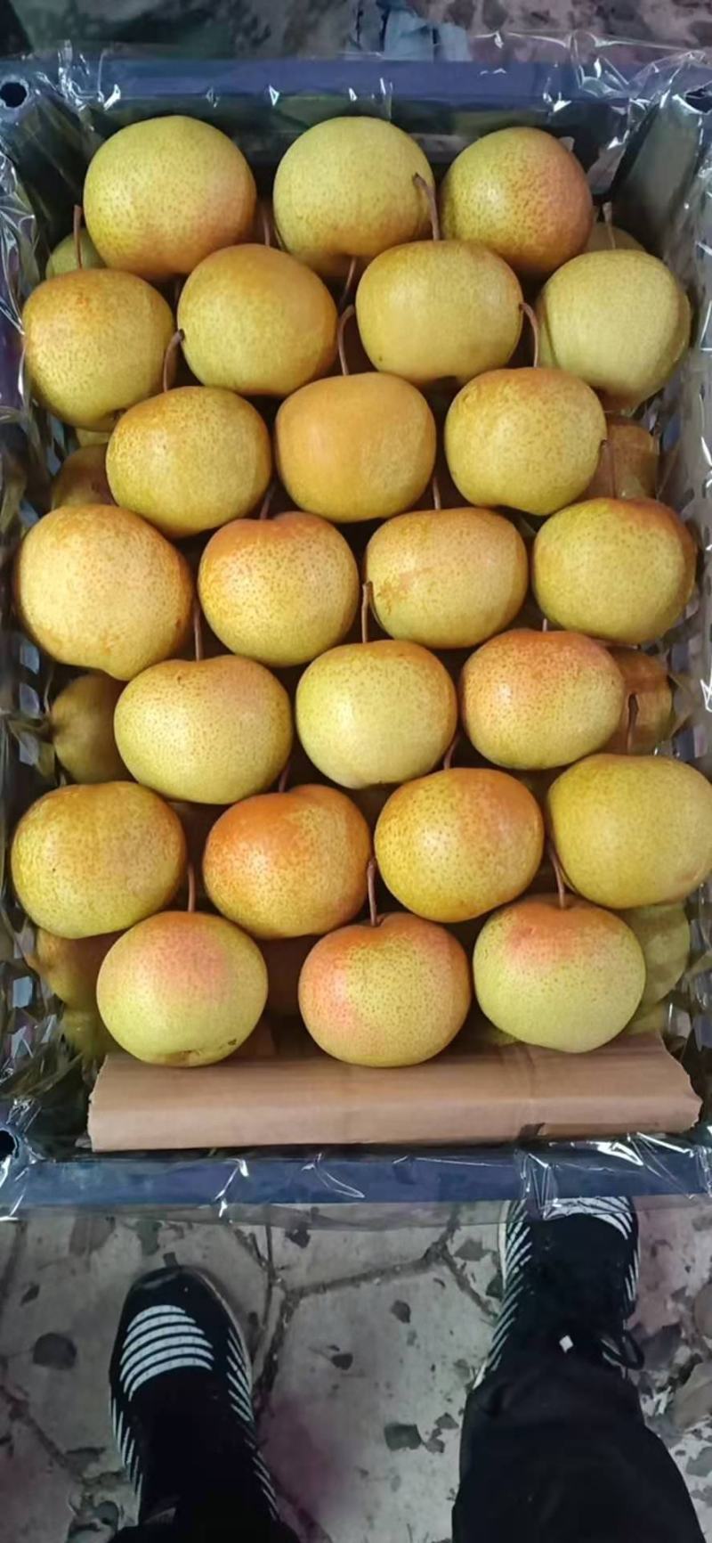 精品花盖梨好货价钱不贵