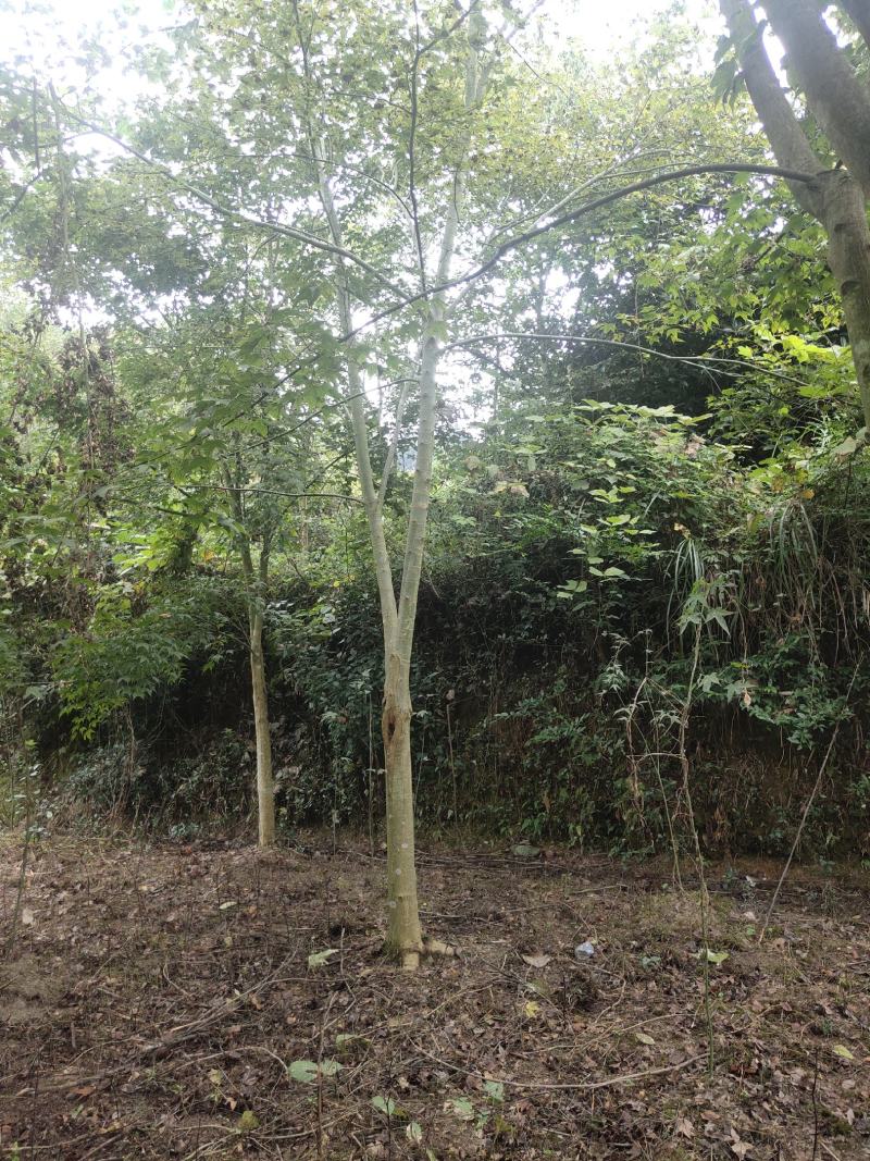 供应10至15公分青枫，截杆裸根土球全冠均可