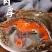 辽宁东港特产呛蟹红膏梭子蟹三点红即食海鲜整只