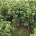 原产地直发，3年东魁杨梅大苗，带土球，挂果树