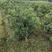 原产地直发，3年东魁杨梅大苗，带土球，挂果树