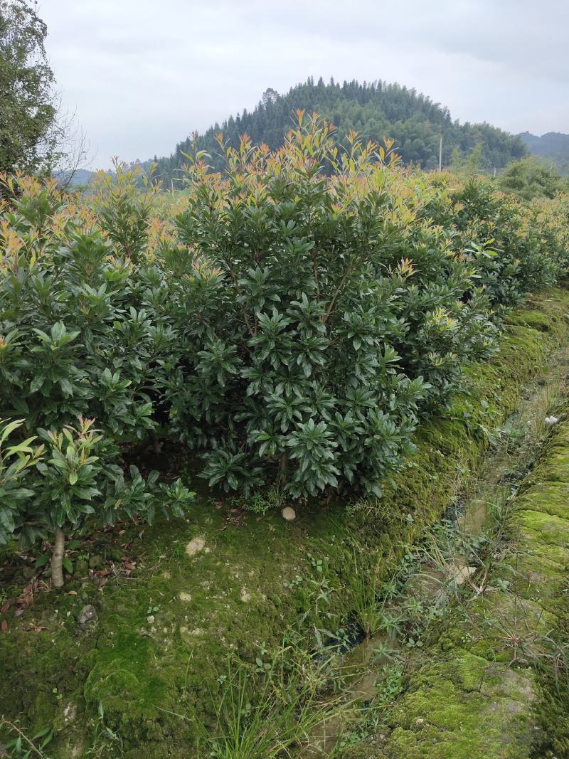 原产地直发，3年东魁杨梅大苗，带土球，挂果树