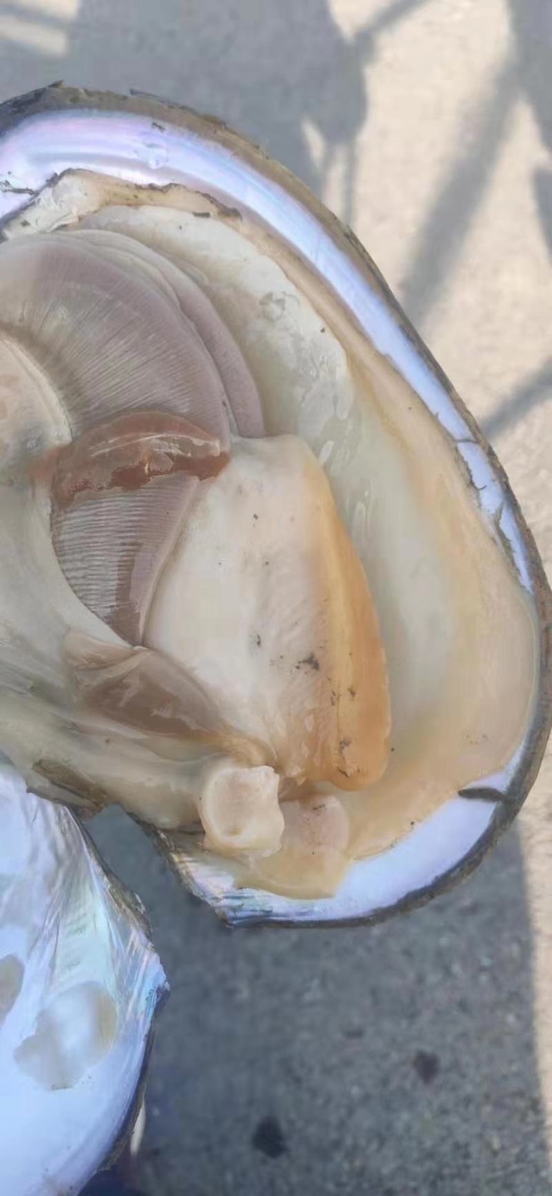 河蚌三角蚌人工捕捞角蚌圆蚌