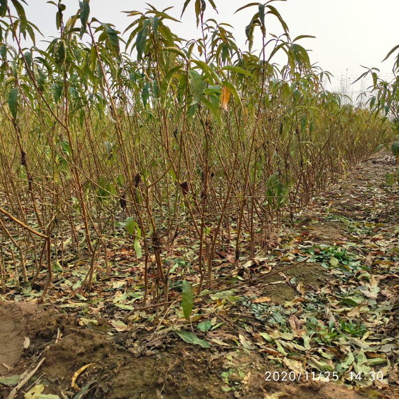 桃树原生苗嫁接桃树苗各种规格桃树苗早中晚熟桃树苗