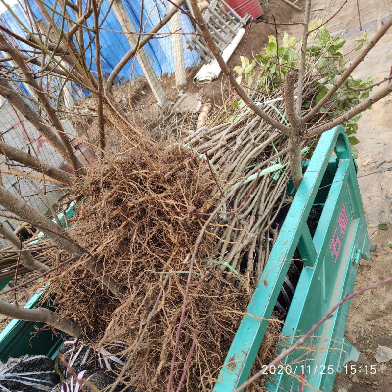 桃树原生苗嫁接桃树苗各种规格桃树苗早中晚熟桃树苗
