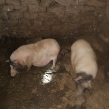 四川自养巴马香猪鲜猪肉猪纯粮蔬菜喂养肉质鲜嫩价格低