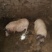 四川自养巴马香猪鲜猪肉猪纯粮蔬菜喂养肉质鲜嫩价格低