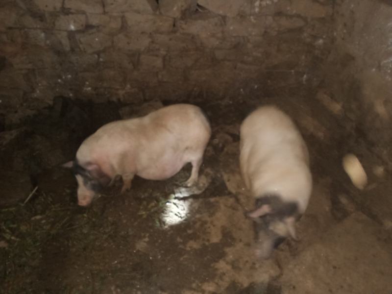 四川自养巴马香猪鲜猪肉猪纯粮蔬菜喂养肉质鲜嫩价格低