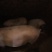 四川自养巴马香猪鲜猪肉猪纯粮蔬菜喂养肉质鲜嫩价格低