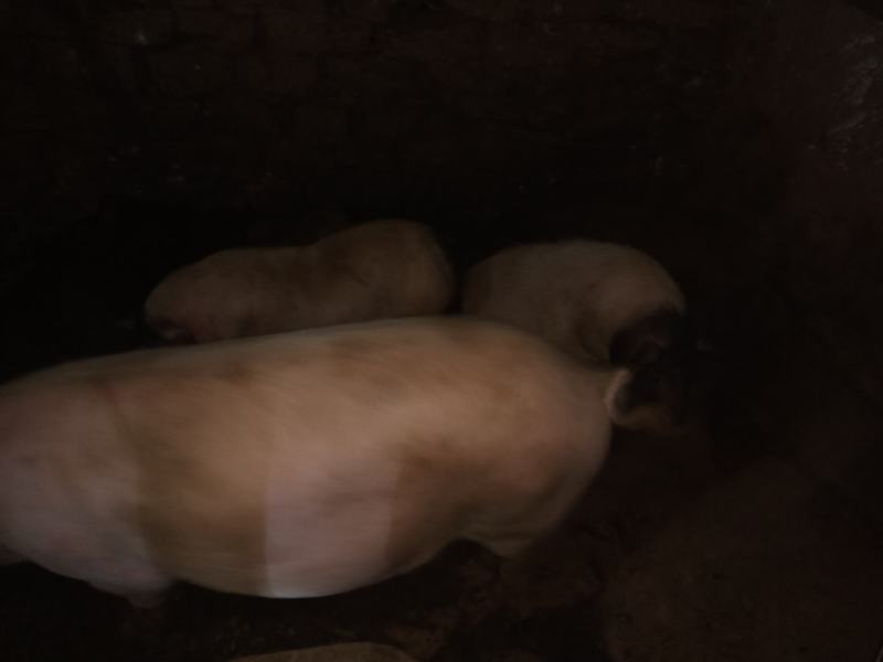 四川自养巴马香猪鲜猪肉猪纯粮蔬菜喂养肉质鲜嫩价格低