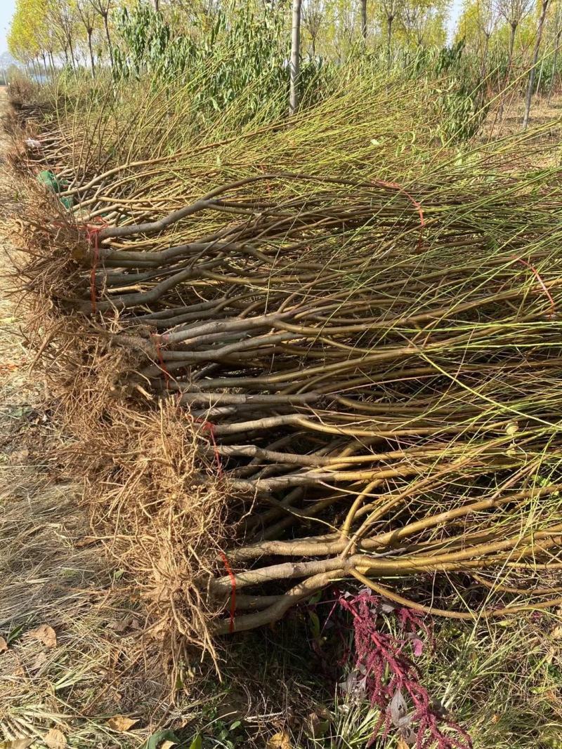 桃树原生苗嫁接桃树苗各种规格桃树苗早中晚熟桃树苗