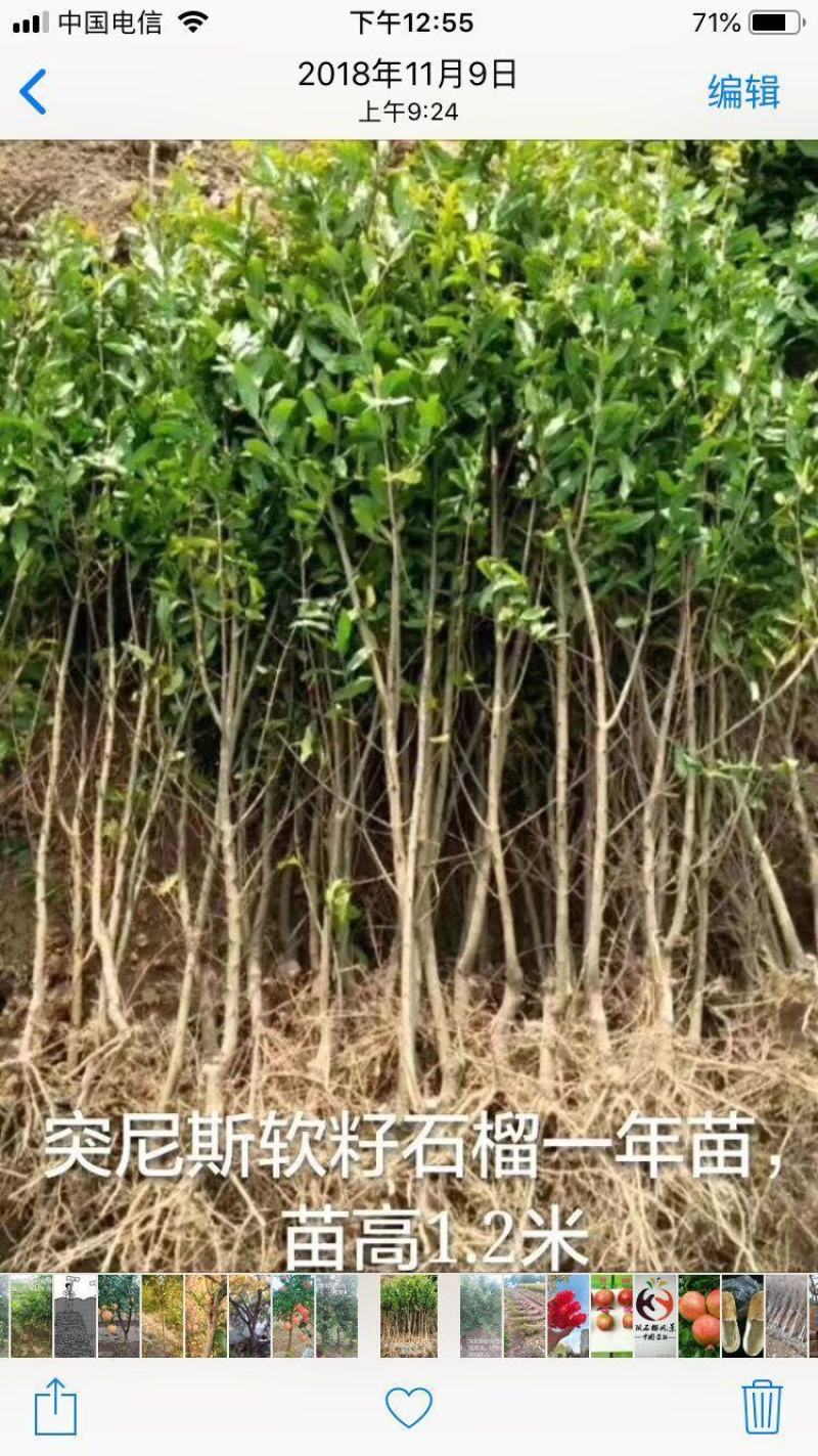 突尼斯软籽石榴及树苗产地直供