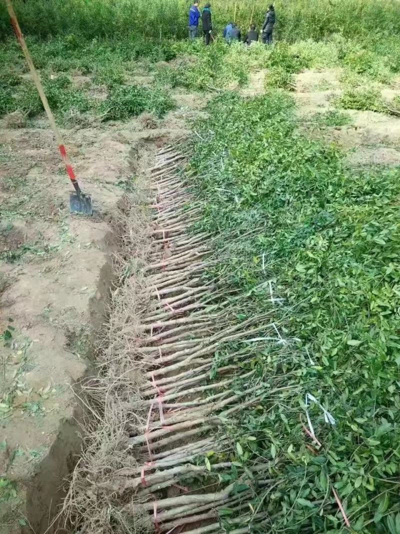 突尼斯软籽石榴及树苗产地直供