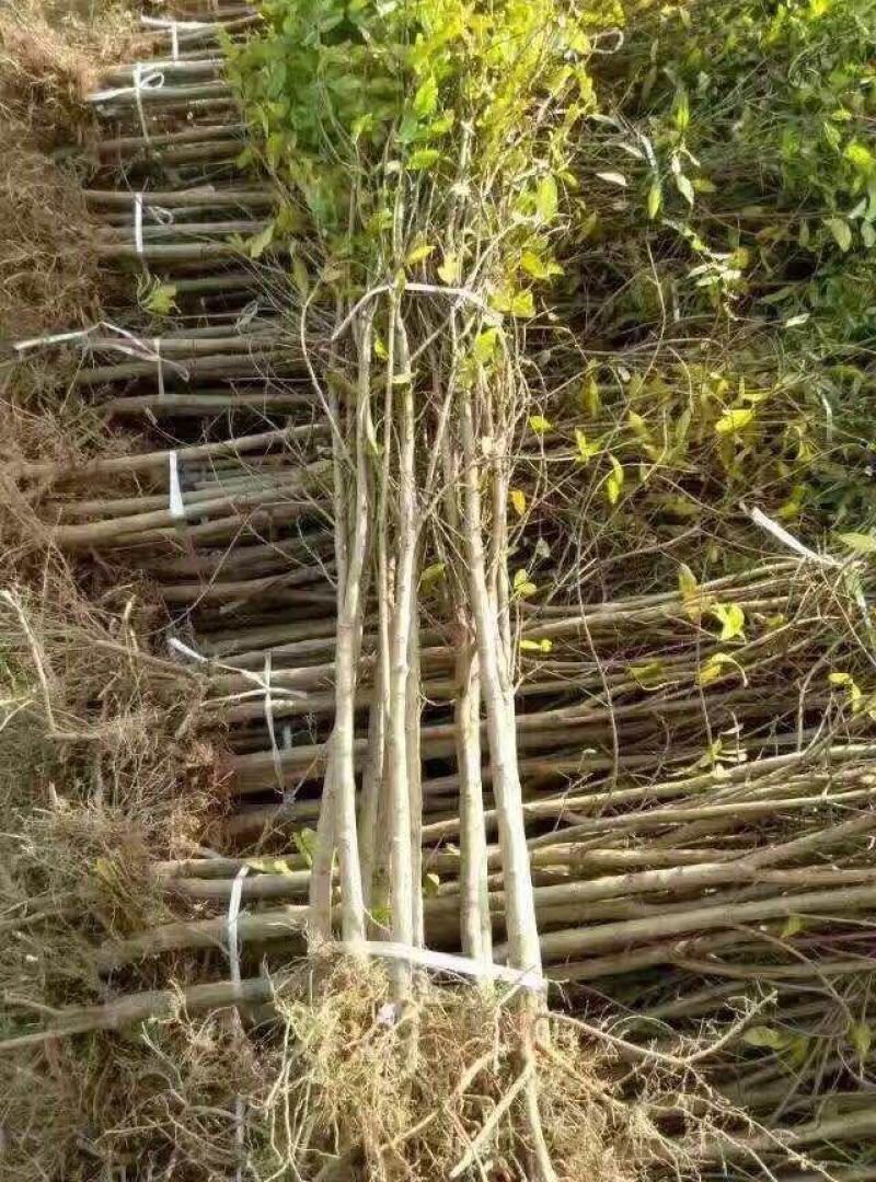 突尼斯软籽石榴及树苗产地直供