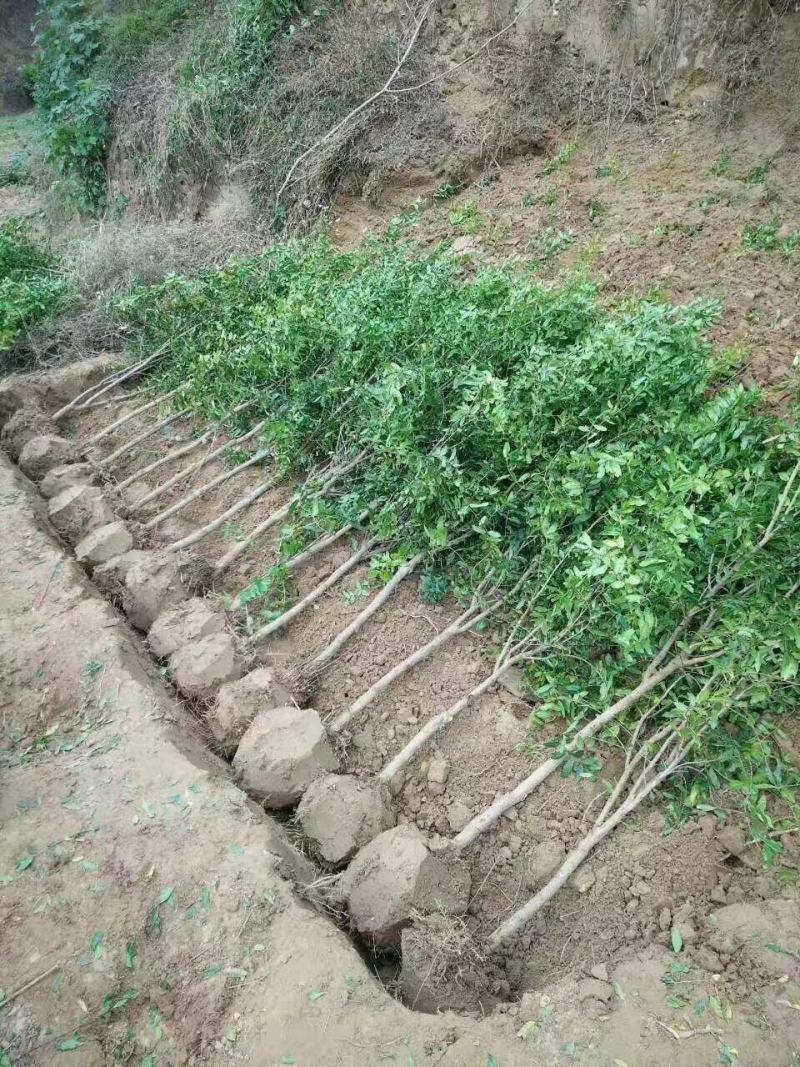 突尼斯软籽石榴及树苗产地直供