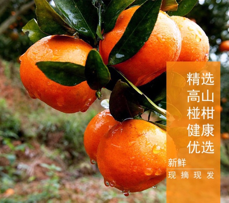 湖北长阳渔峡口岩松坪椪柑清江椪柑全国发货