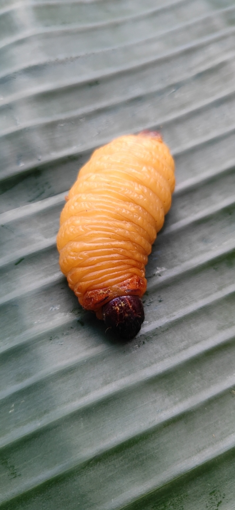 可以留做种虫。大量竹虫竹象虫商品虫出售长期供应