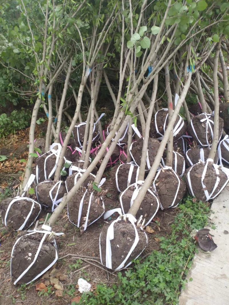 【荐】紫荆独杆巨紫荆丛生紫荆基地大量供应精品庭院点缀紫荆