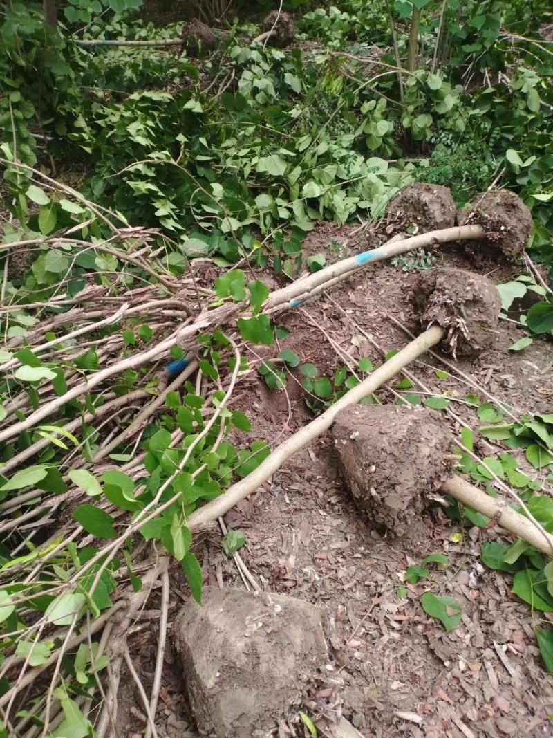 【荐】紫荆独杆巨紫荆丛生紫荆基地大量供应精品庭院点缀紫荆
