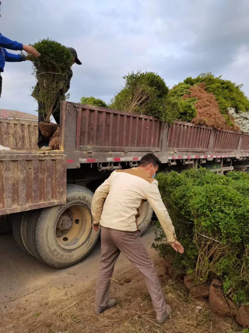 江苏小叶女贞球精品球工程绿化庭院景观点缀金冠女贞亮晶晶