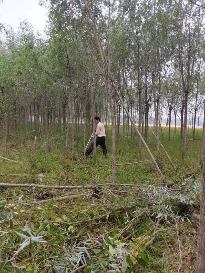 柳树直柳竹柳旱柳苗圃金蝉养殖树行道树农村绿化树