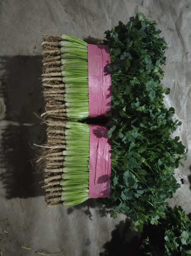 聊城铁杆香菜，产地直供，保质保量，一手货源支持各种包装，