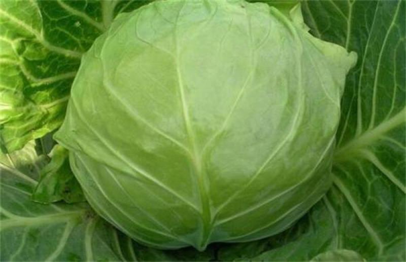 陕西甘蓝圆包菜甘蓝2-3斤，个头均匀，无虚菜，产地直发