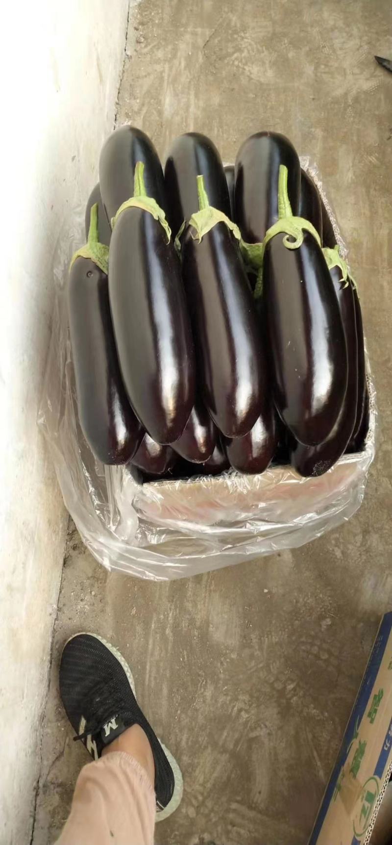专业代收765茄子，需要的可以联系，量大从优