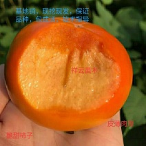 【优选商家】正宗无核脆甜柿子苗，摘下即可食用包纯度包成活