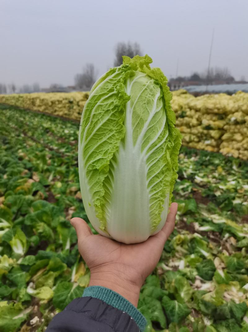 内黄县娃娃菜，诚信经营、货源充足，一手货源
